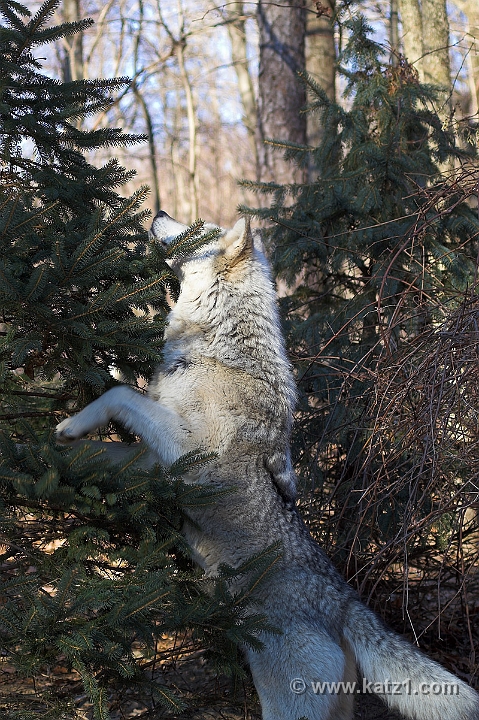 Arctic Wolf 062